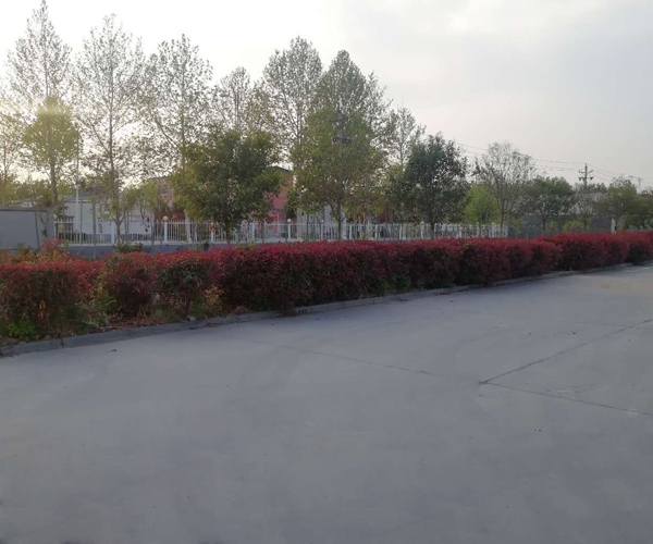  Henan Hebei Plant Area